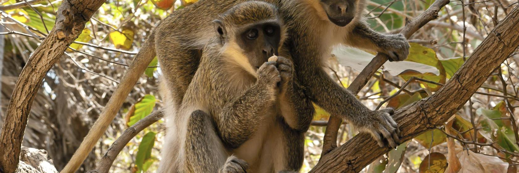 Montagne des Singes