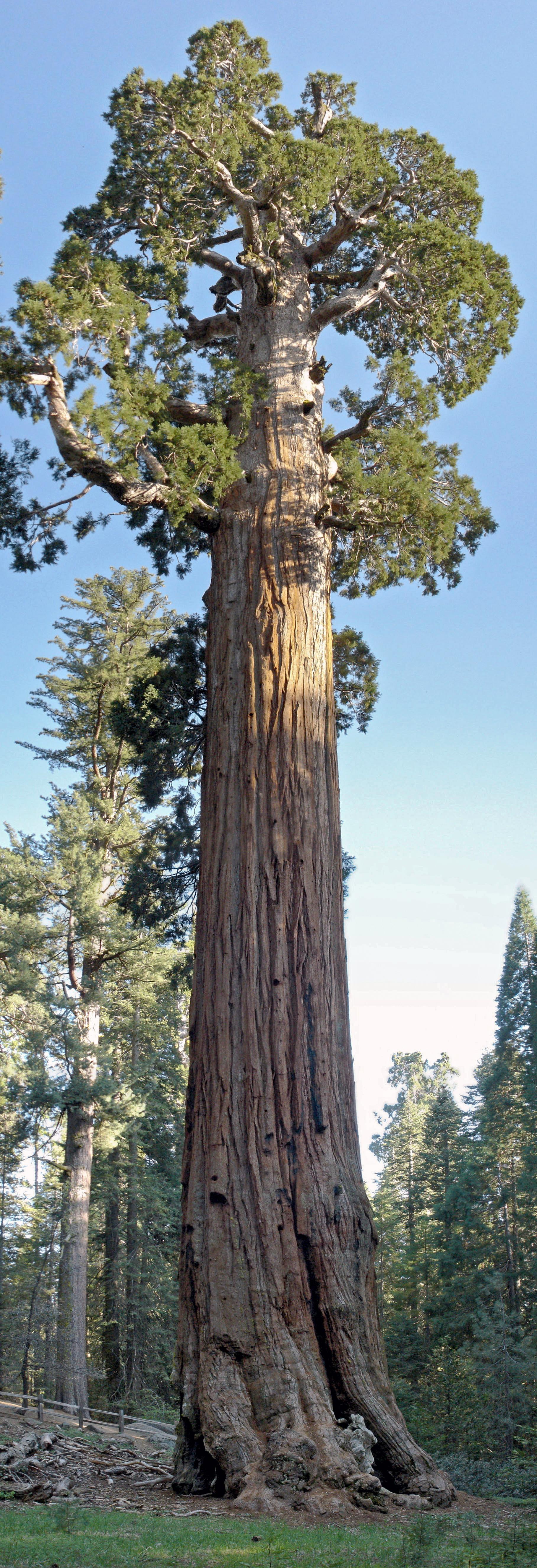 The General Grant Tree