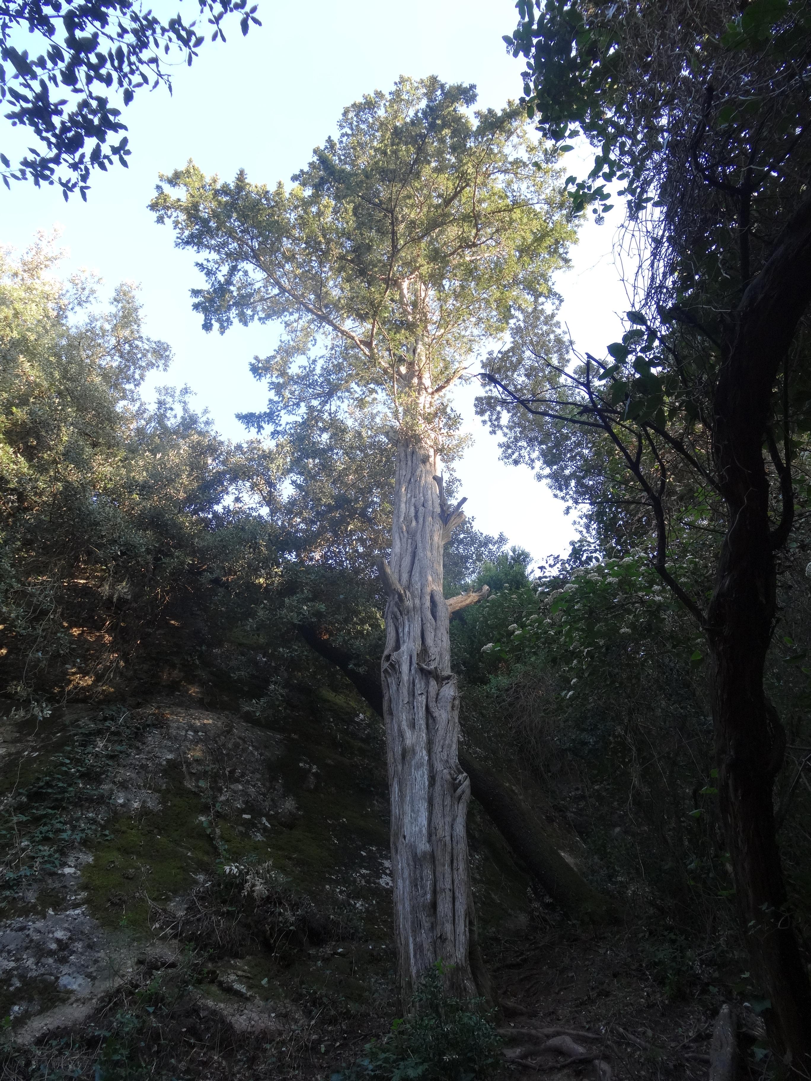 el Teix de l'Obac