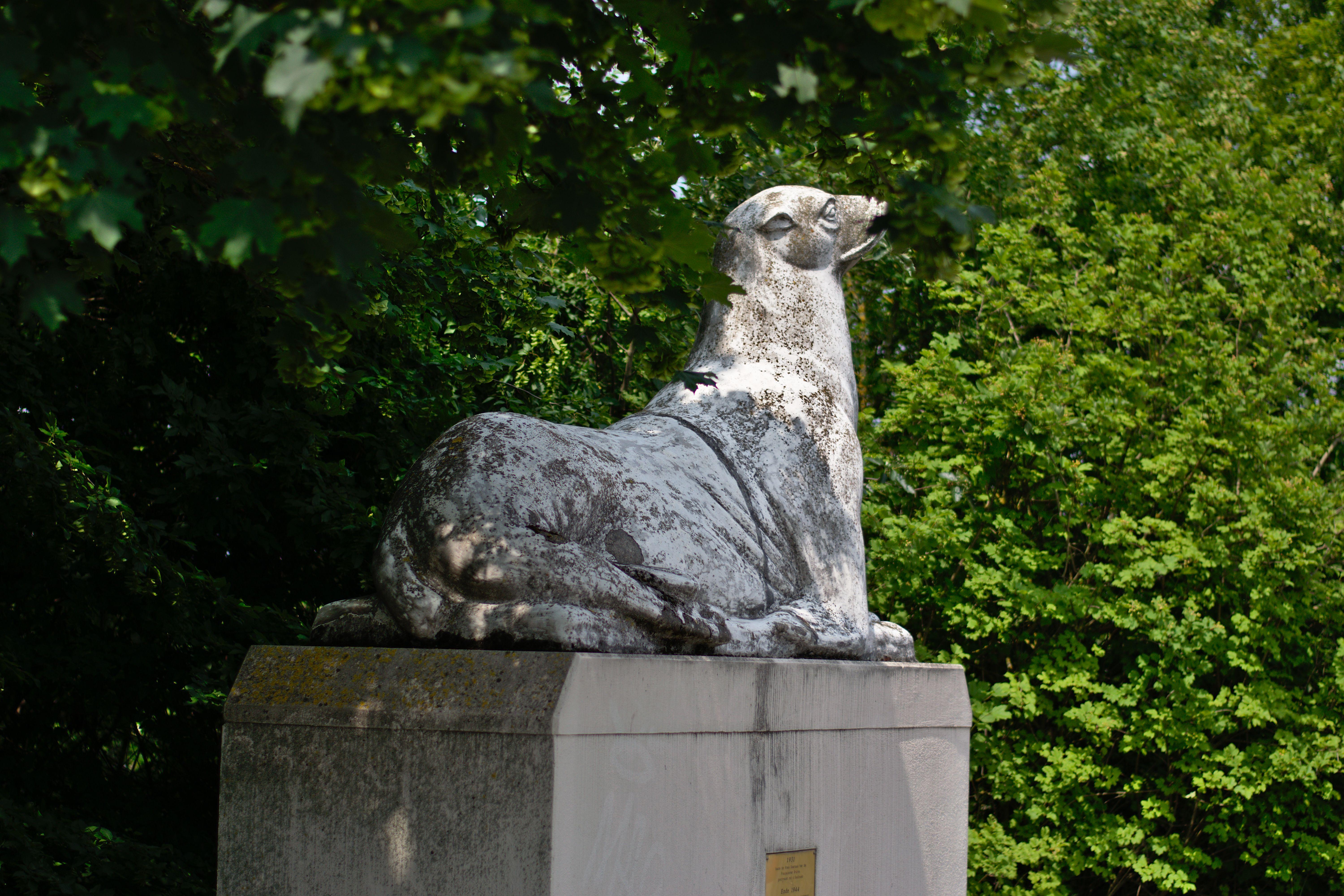 Seelöwe