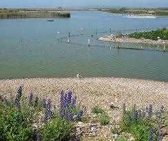 Rye Harbour SSSI