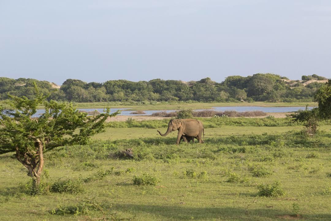 Yala National Park