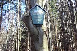 Kaufmann's Beech