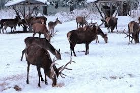 Wildtierfütterung