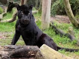 Exmoor Zoo