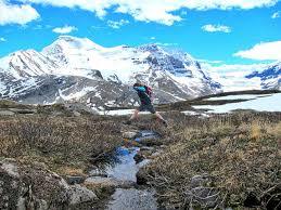 Wilcox Pass Trail