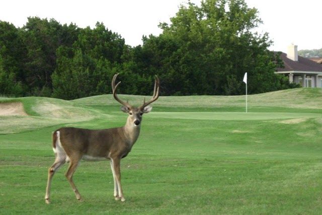 Lago Vista Golf Course