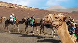 Camel Ride