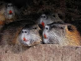 Haustierhof Reutemühle