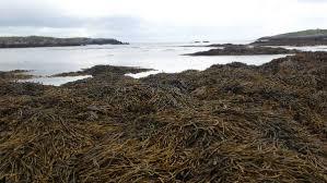Borth Wen