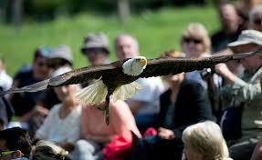 Les Aigles du Léman