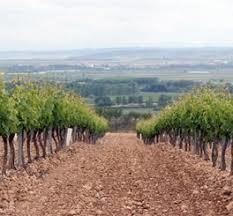 Bodegas de Familia Burgo Viejo SL