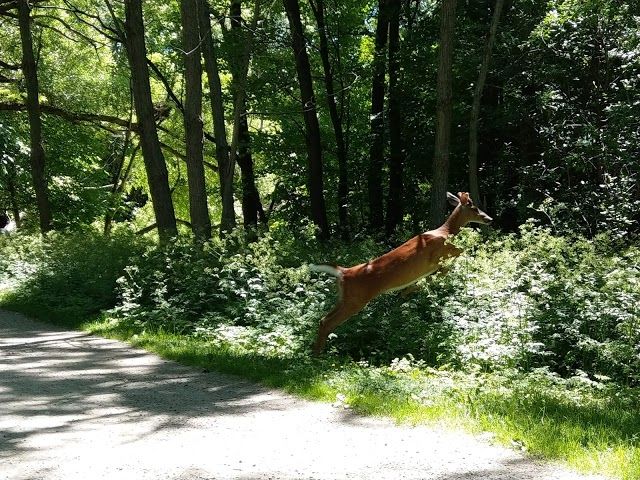 Parc-Nature de la Pointe-aux-Prairies