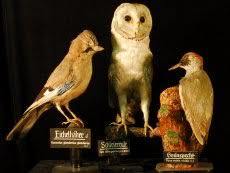 Naturwissenschaftliches Museum der Stadt Aschaffenburg