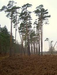 Darßwald