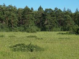 Königsbrunner Heide