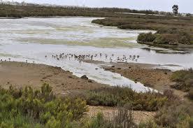 Paraje natural Marismas de Isla Cristina