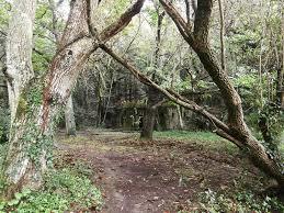 Bosque Encantado