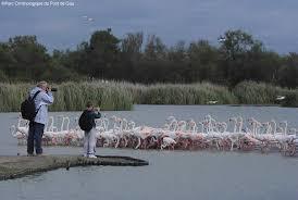 Le Parc Ornithologique de Pont de Gau