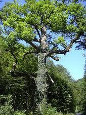 Fockenbachtal