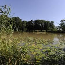 Hamberger See