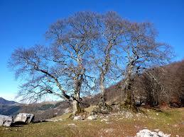 Madonnina dei Tre Faggi