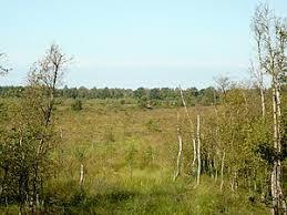 Ochsenweide