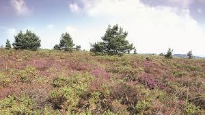 Aylesbeare Common RSPB reserve