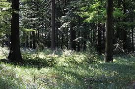 Wurzelberg
