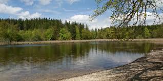 Buchsee