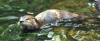 Riserva Naturale Basso Merse