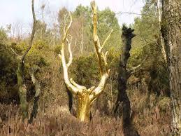 l'Arbre d'Or