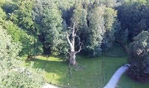 Baumkronenpfad