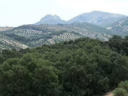 Bosque de La Bañizuela