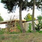 la pinede