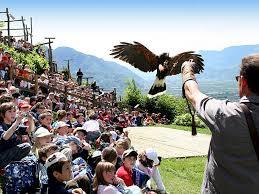 Pflegezentrum für Vogelfauna Gufyland