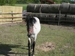 Nałęczowskie MINIZOO