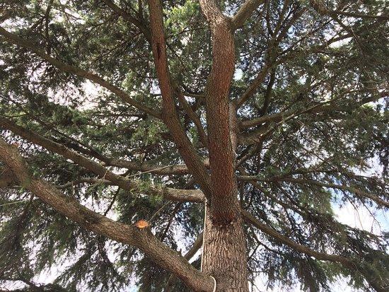 Pasticceria Chiarugi