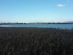 Radolfzeller Aachried