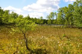 Kaltenhofer Moor