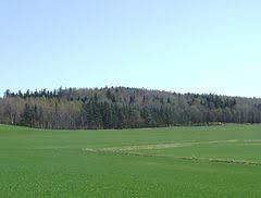 Wrona