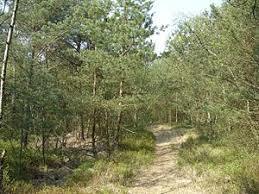 Ottersberger Moor