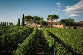 Fattoria Viticcio