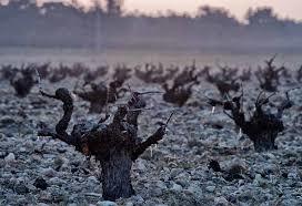 Ossian Vides y Vinos