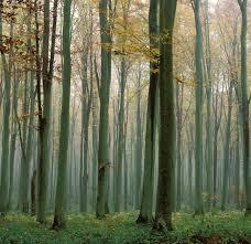 forêt d'Eawy