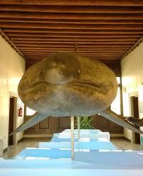 Museo di Zoologia Adriatica "Giuseppe Olivi"