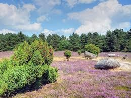 Klein Bünstorfer Heide