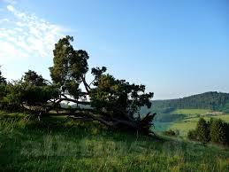 Sternberg