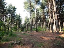 Bosco del Chignolo