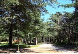 Forêt des cèdres du Luberon
